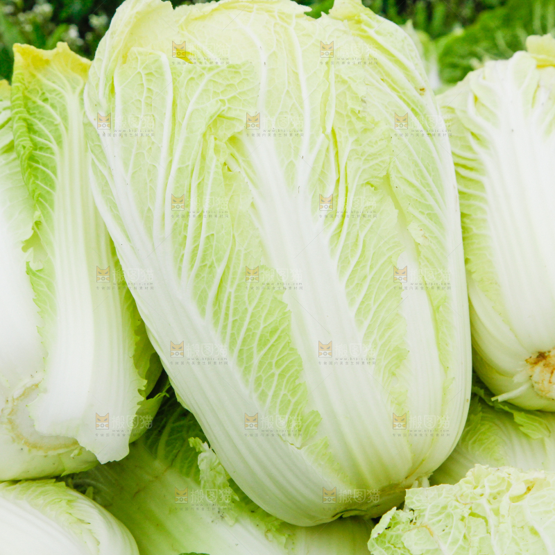 地上放着新鲜白菜