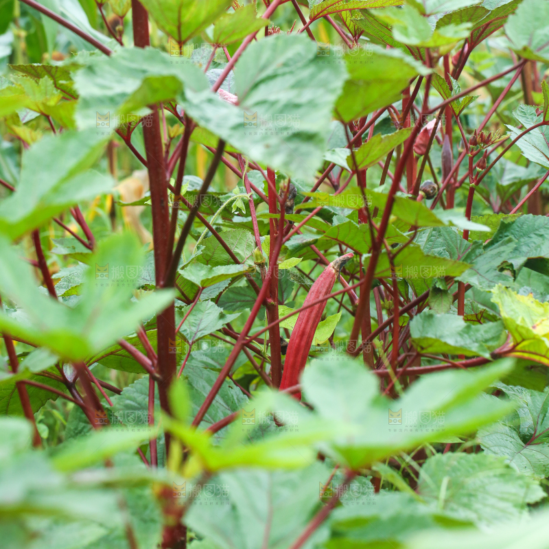菜园里的红秋葵