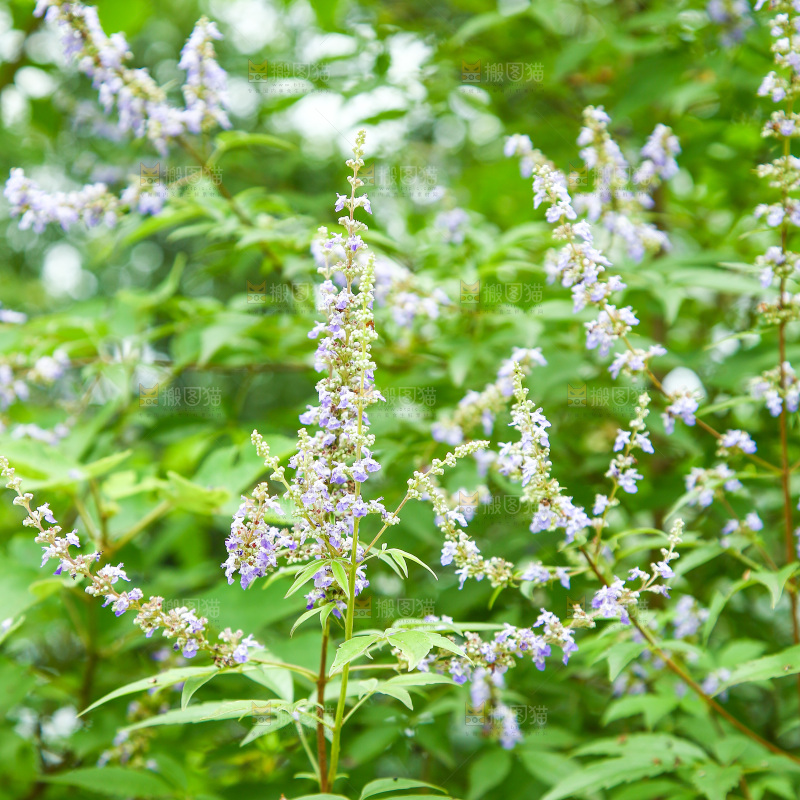 盛开的植物花