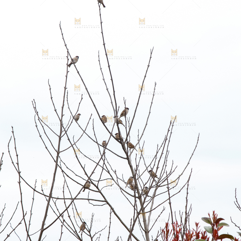 枯树枝上站着小鸟