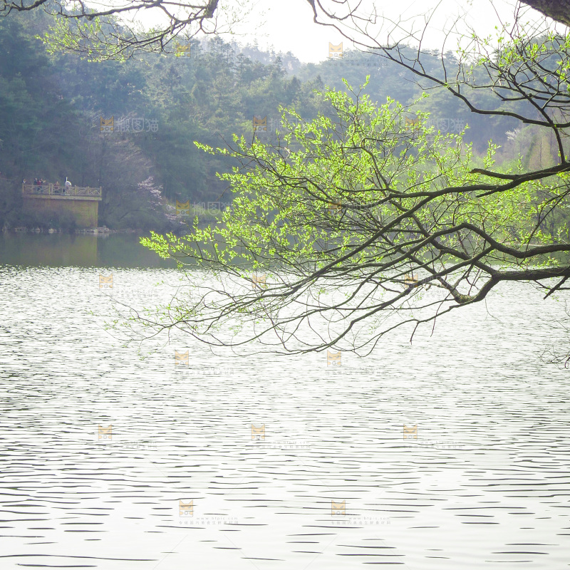 湖泊里的水