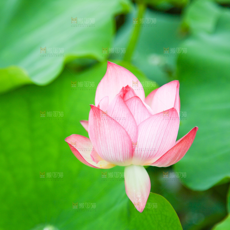 池塘里盛开的荷花