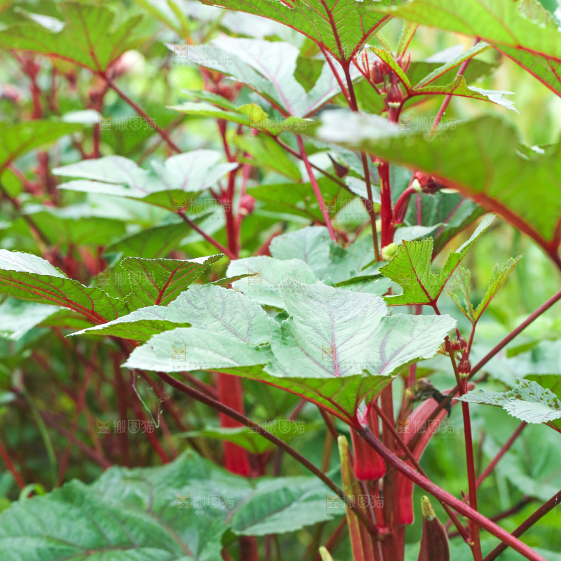 菜园里的红秋葵