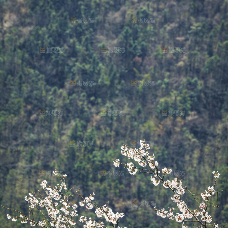 一片大山