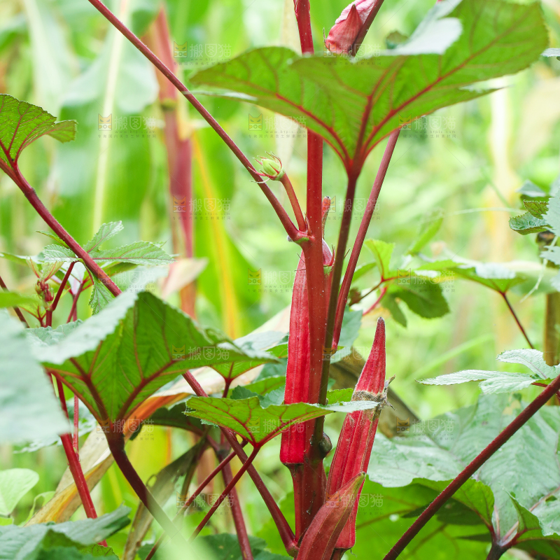 菜园里的红秋葵