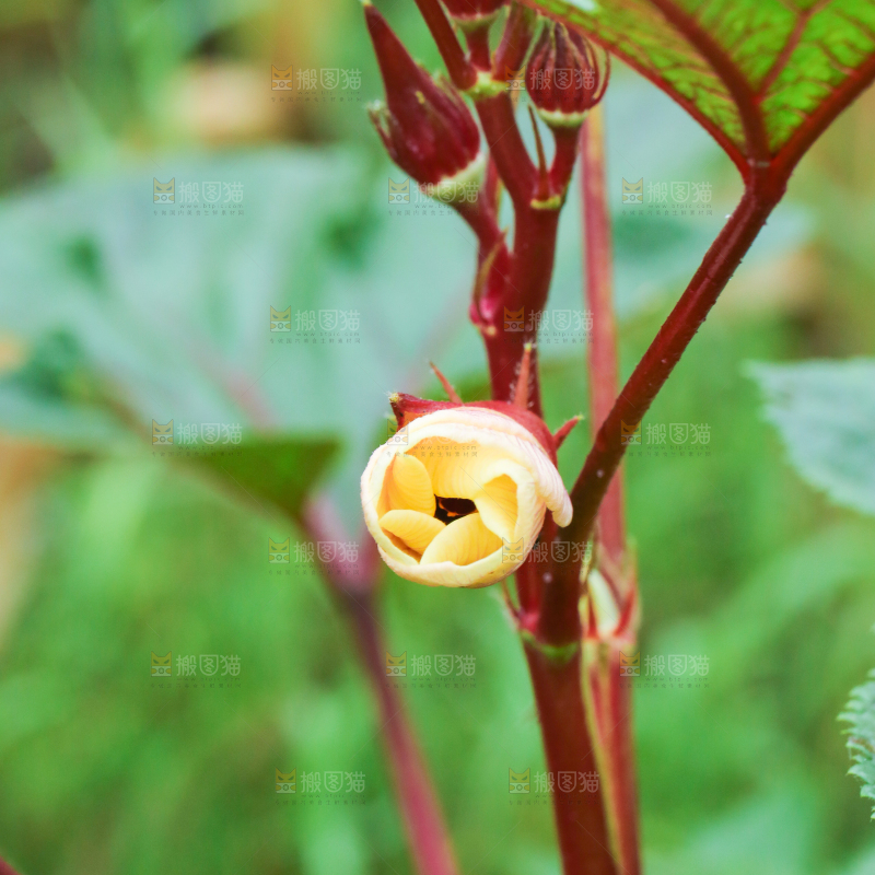 菜园里的红秋葵
