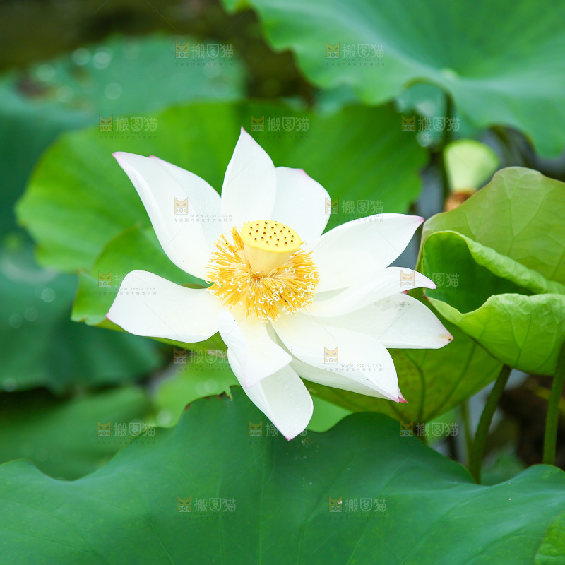 池塘里盛开的荷花