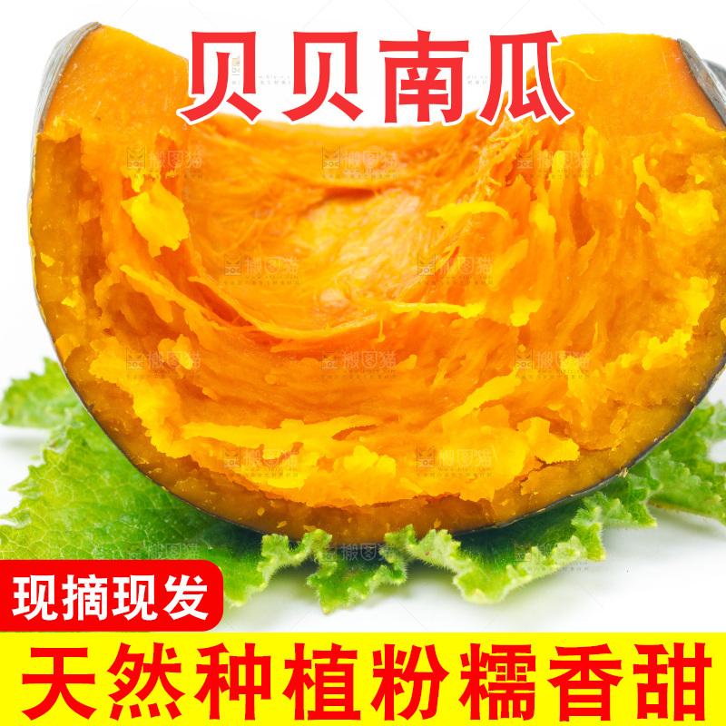 白底上放着贝贝小南瓜