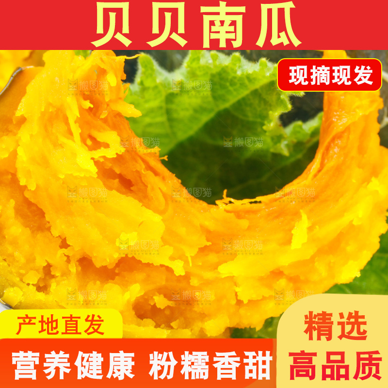 白底上放着贝贝小南瓜