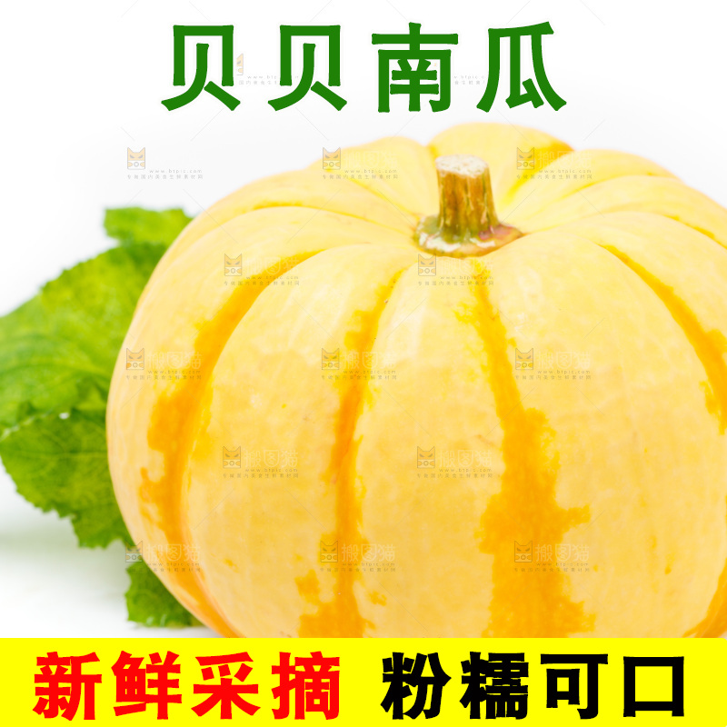 白底上摆放着金贝贝南瓜