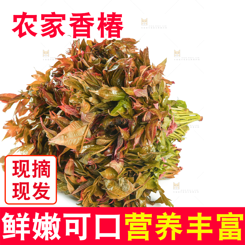 一堆新鲜香椿芽