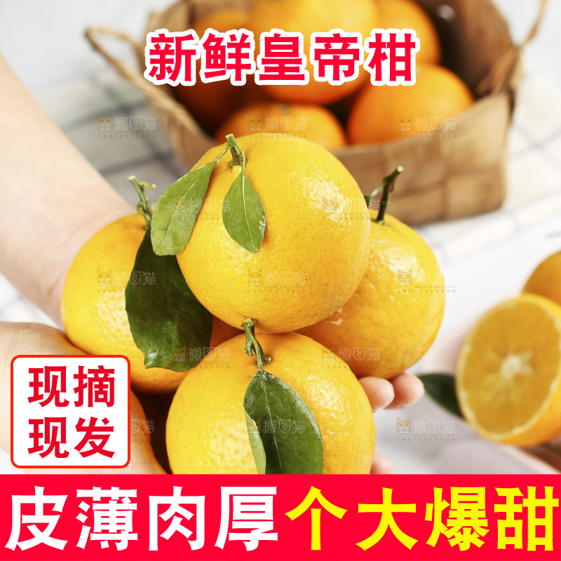 手里捧着皇帝柑