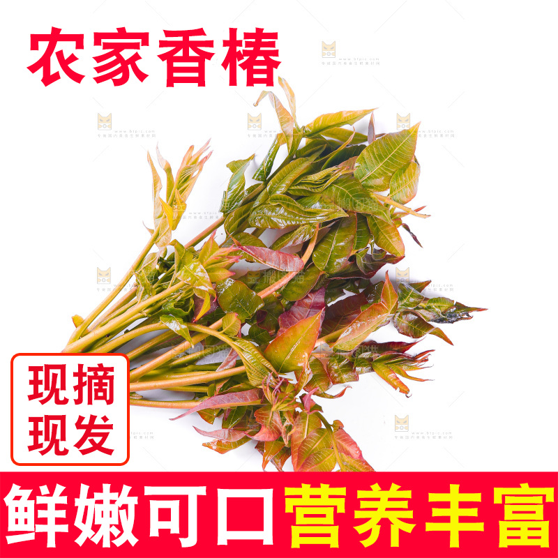 白底上放着野生香椿