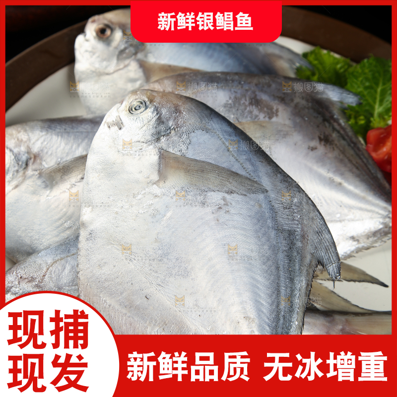 黑底上放着一盘海捕银鲳鱼