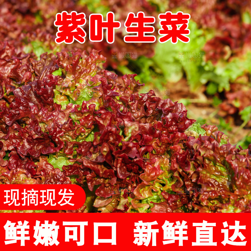 一堆紫叶生菜