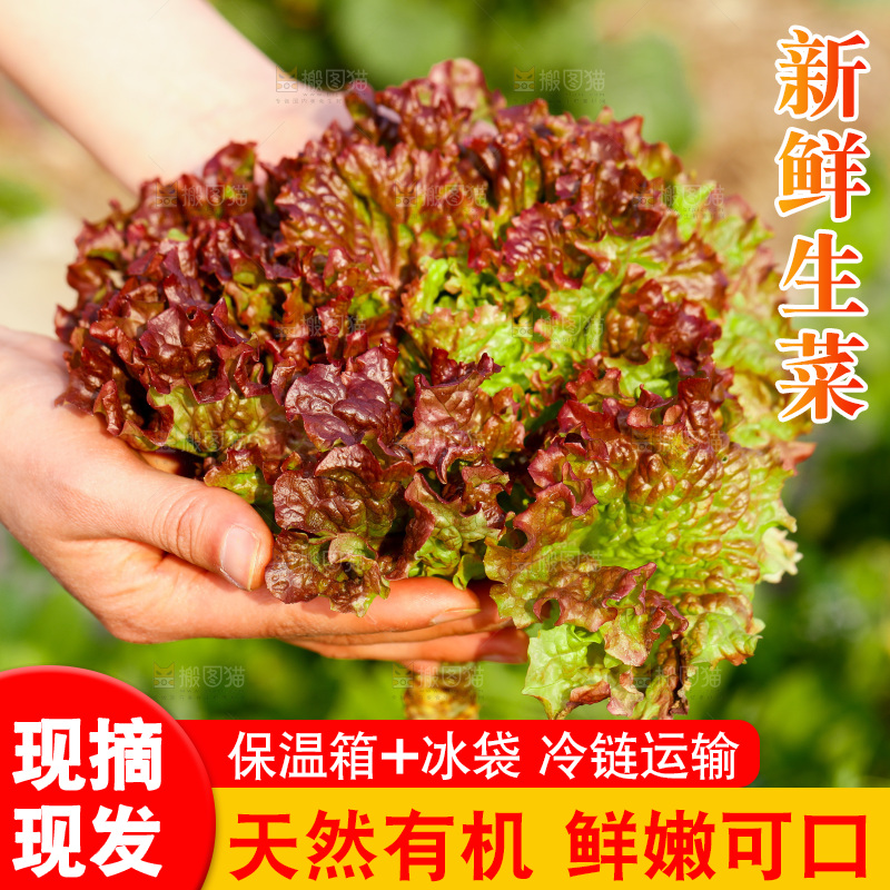 手里拿着红生菜