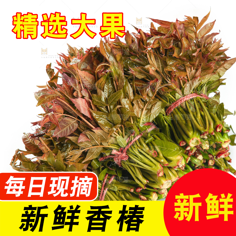 一堆新鲜香椿芽