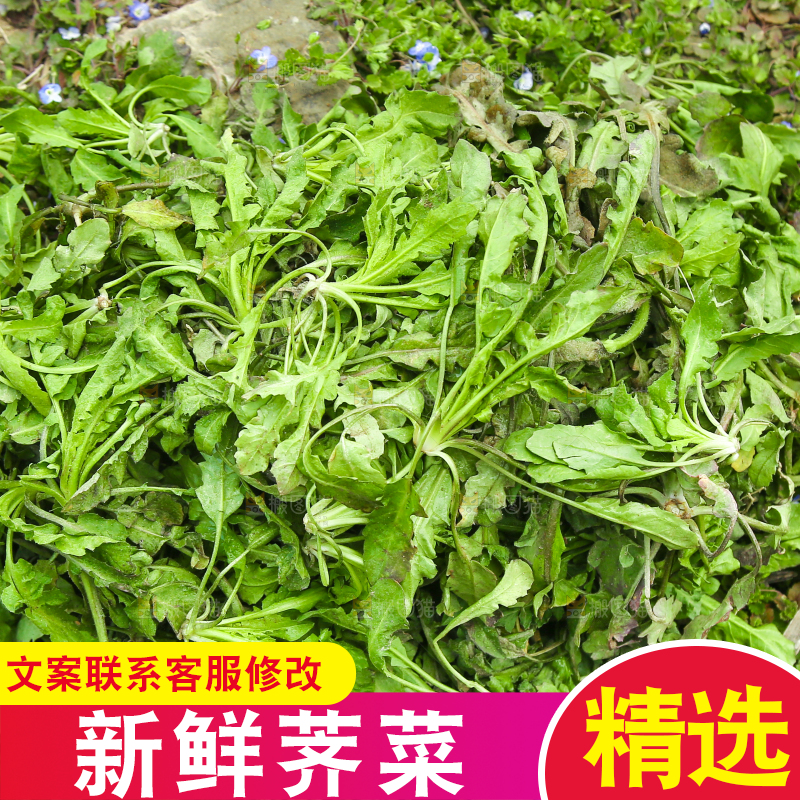 一堆新鲜荠菜