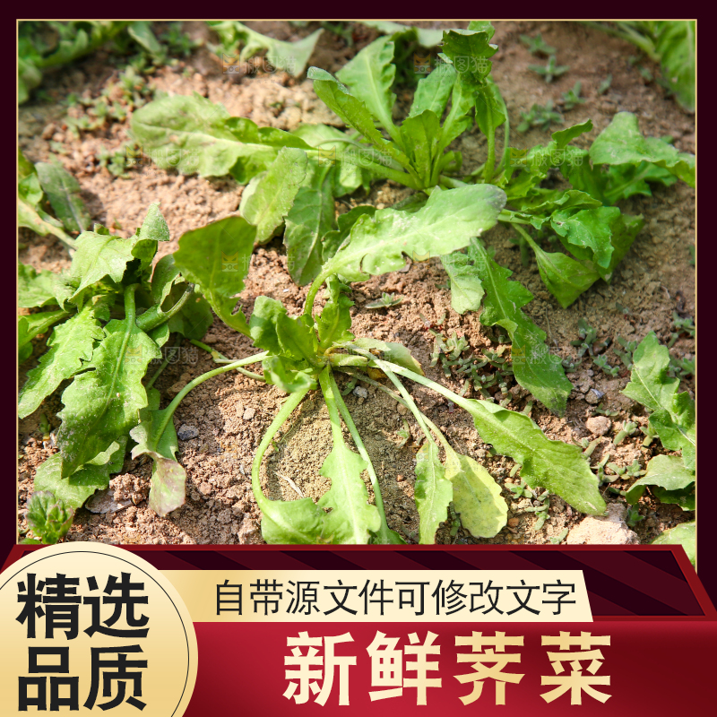田地里的荠菜