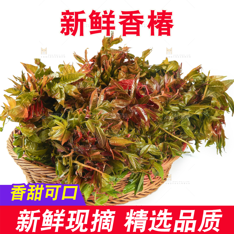 一篮新鲜香椿摆放在白底上