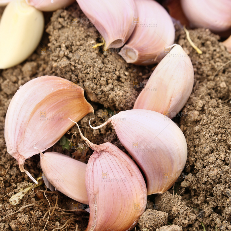 田地里的蒜瓣
