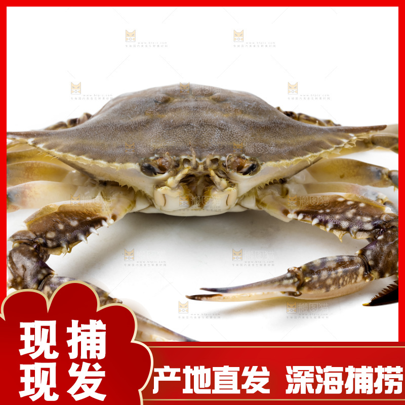 白底上放着舟山梭子蟹