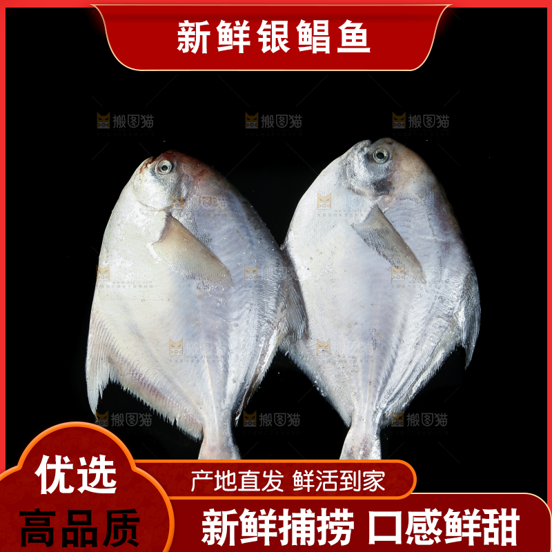 黑底上放着银鲳鱼