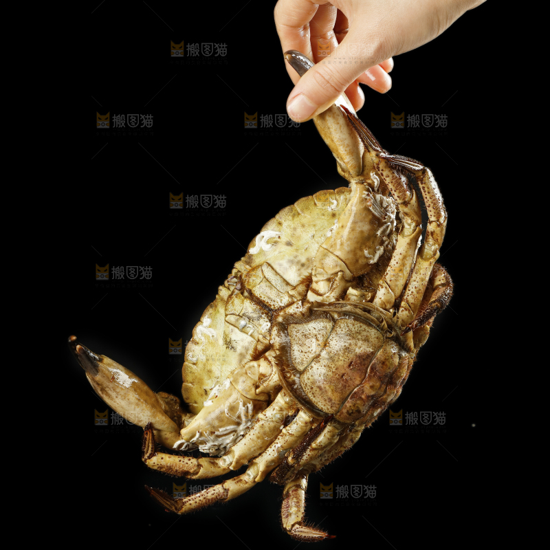 手里拿着一只面包蟹