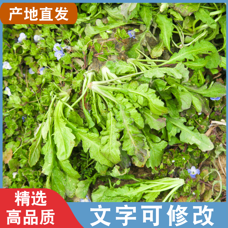 田地里的地菜
