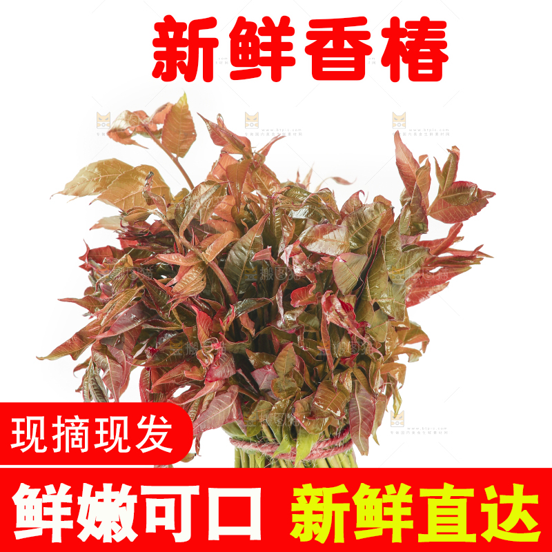 白底上放着一把香椿