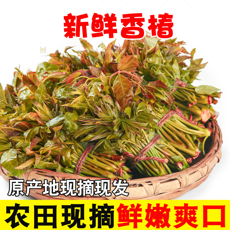 一篮新鲜香椿摆放在白底上
