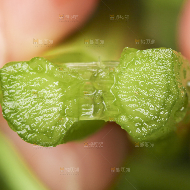 手里拿着水芹菜