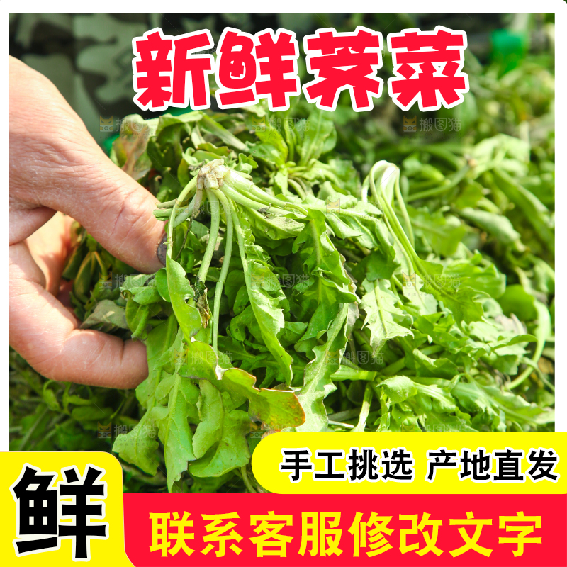 手里拿着野荠菜