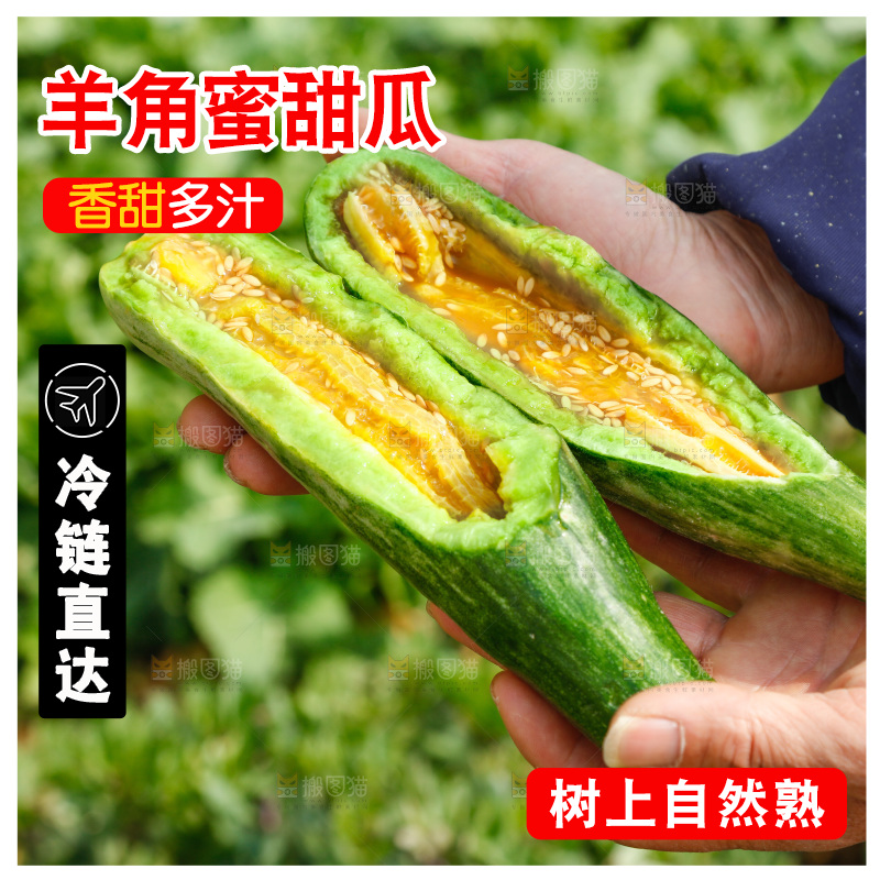 农民手里拿着新鲜采摘羊角蜜