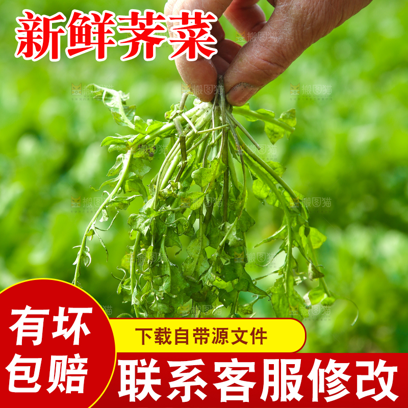 手里拿着地菜