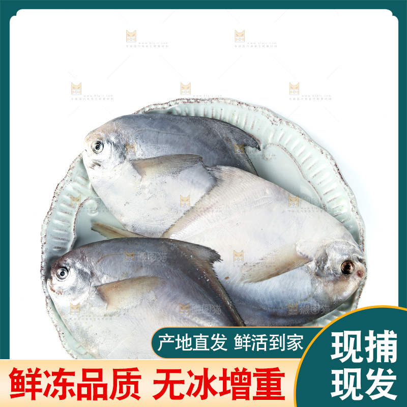 一盘银鲳鱼摆放在白底上