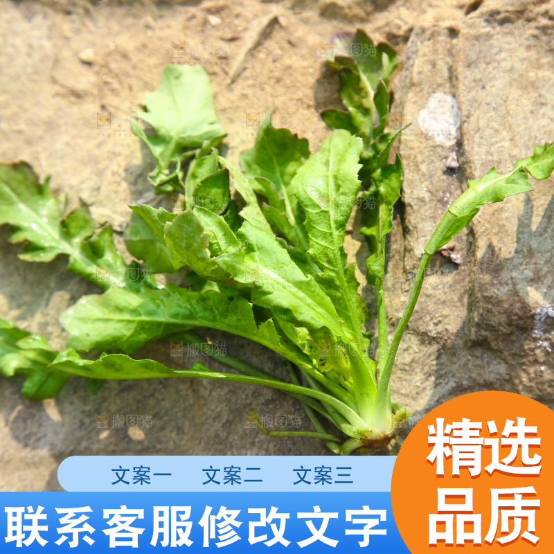 石头上的野荠菜