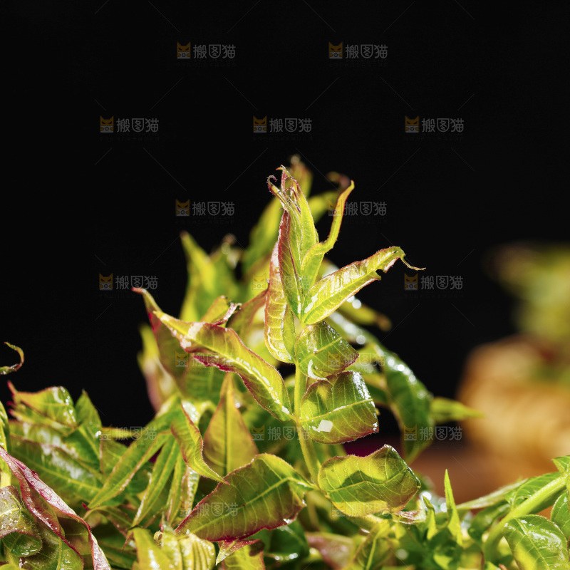 黑底上放着新鲜香椿芽