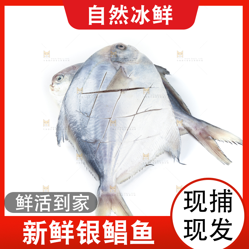 白底上放着新鲜银鲳鱼