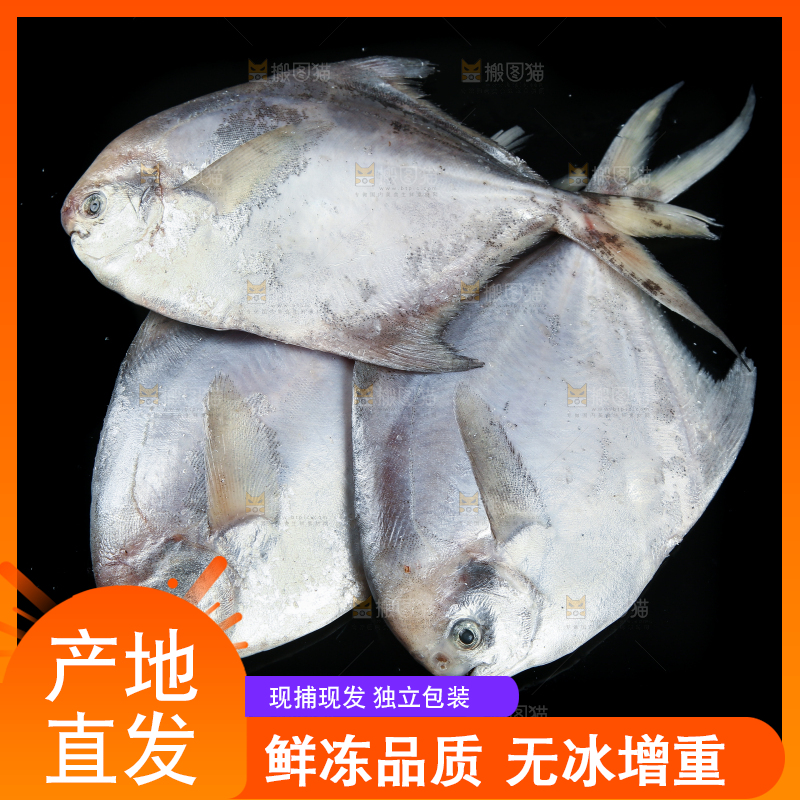 黑底上放着银鲳鱼