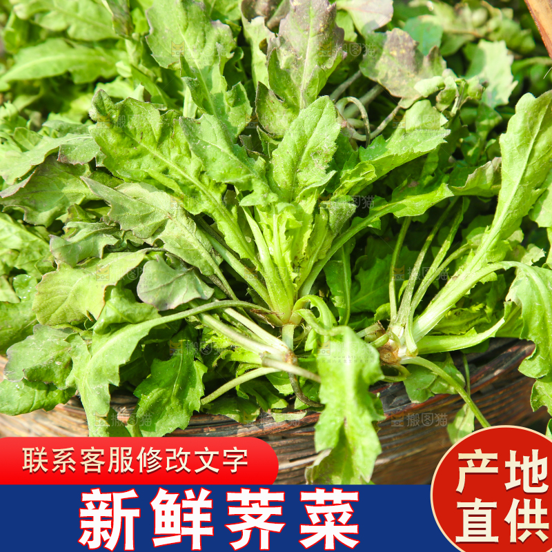 一篓野荠菜