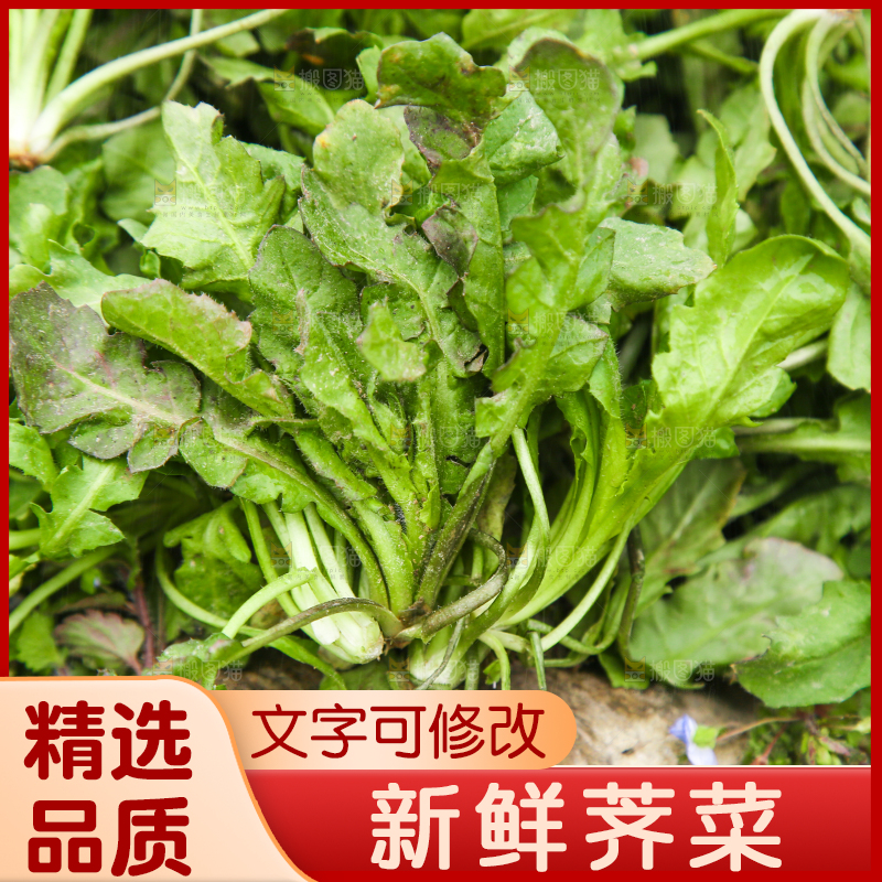 一堆新鲜荠菜