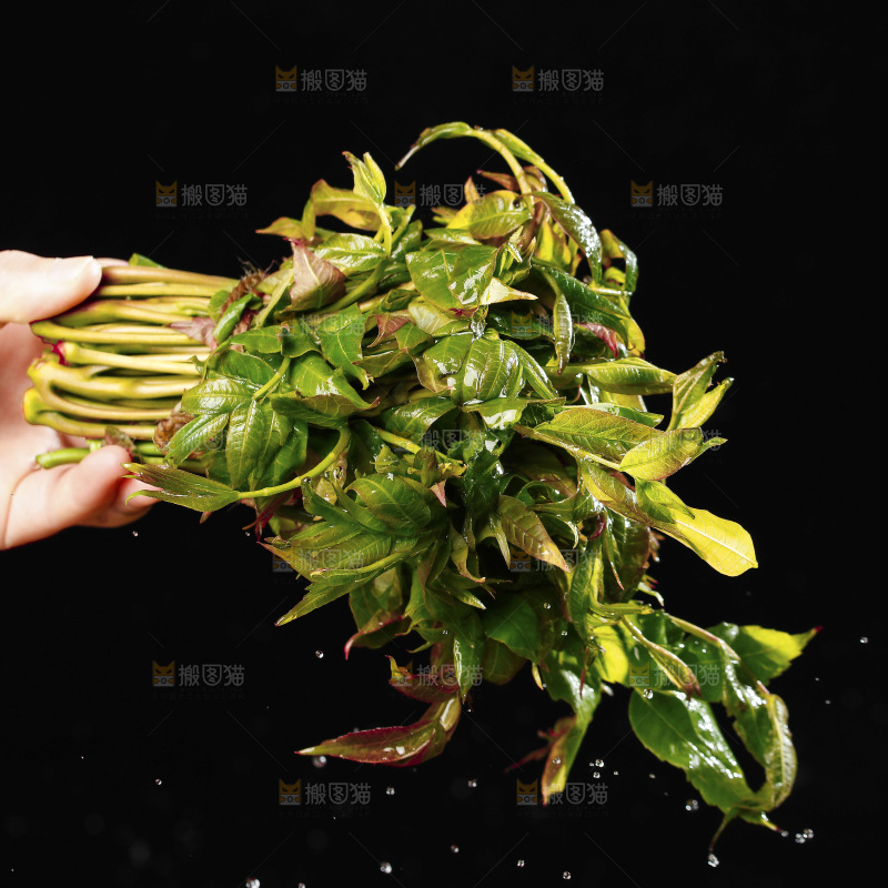 手里拿着头茬香椿芽