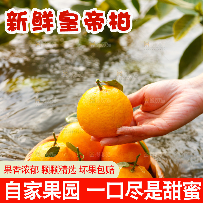 手里拿着皇帝贡柑