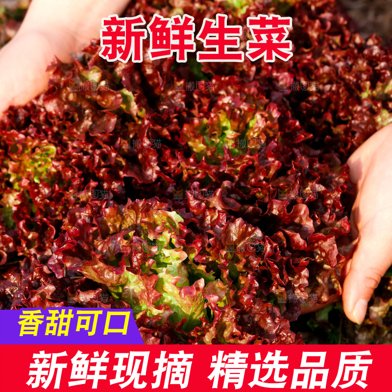手里拿着红生菜