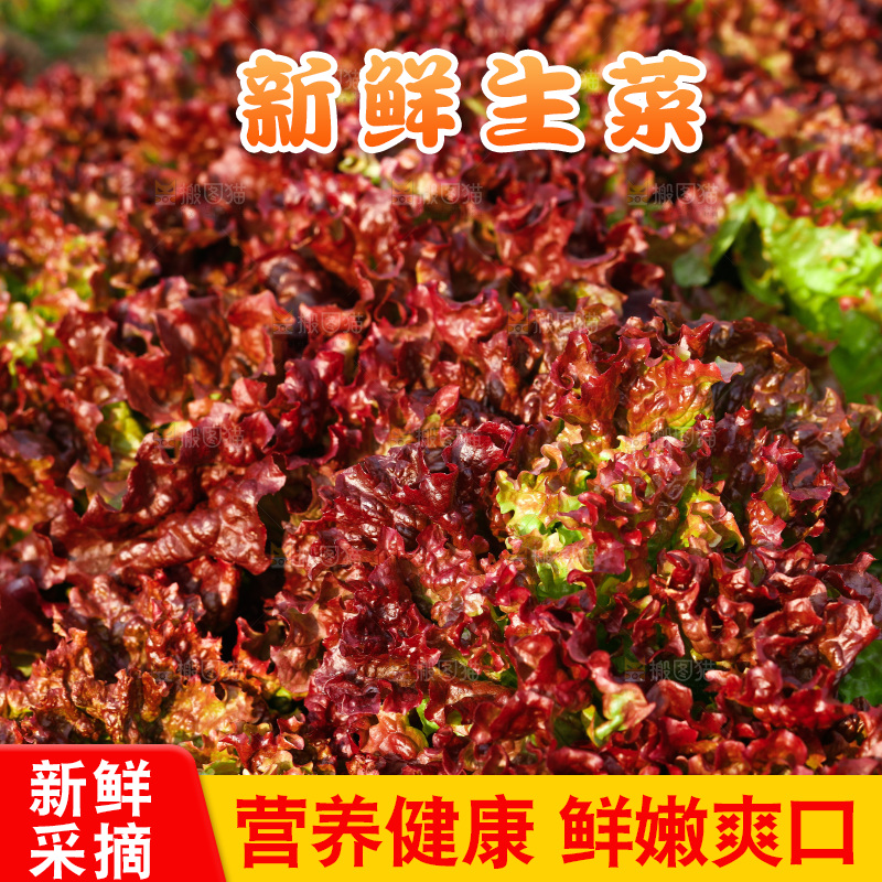 一堆紫叶生菜