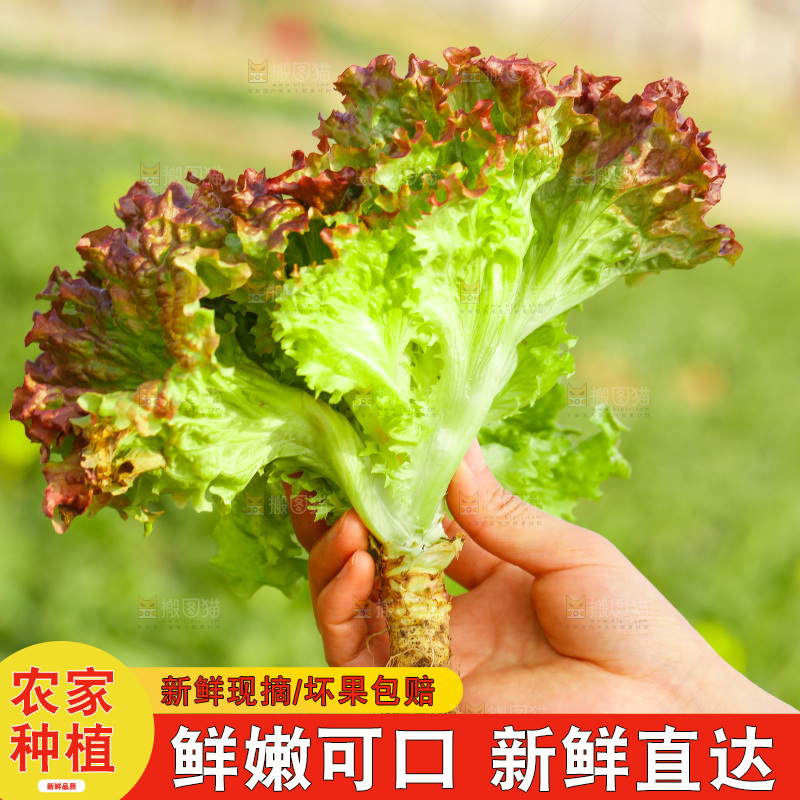 手里拿着紫罗莎生菜