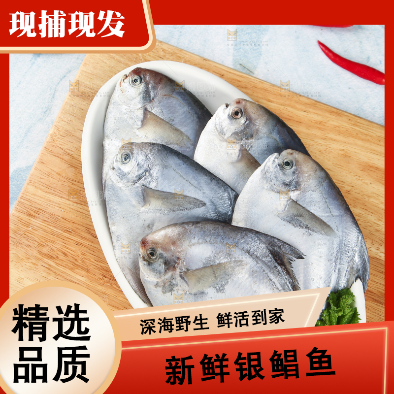 一盘野生银鲳鱼