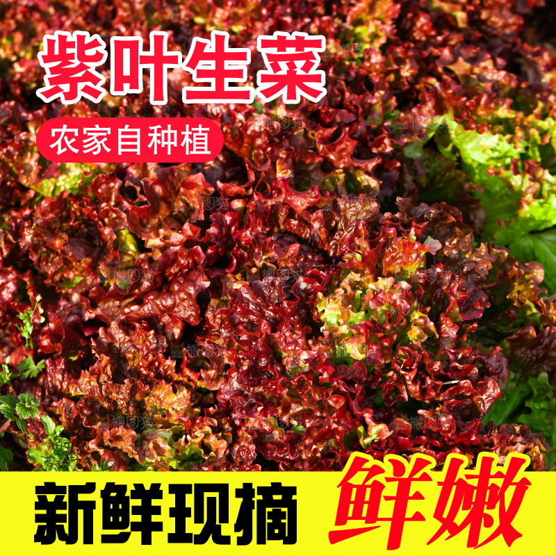 一堆紫叶生菜