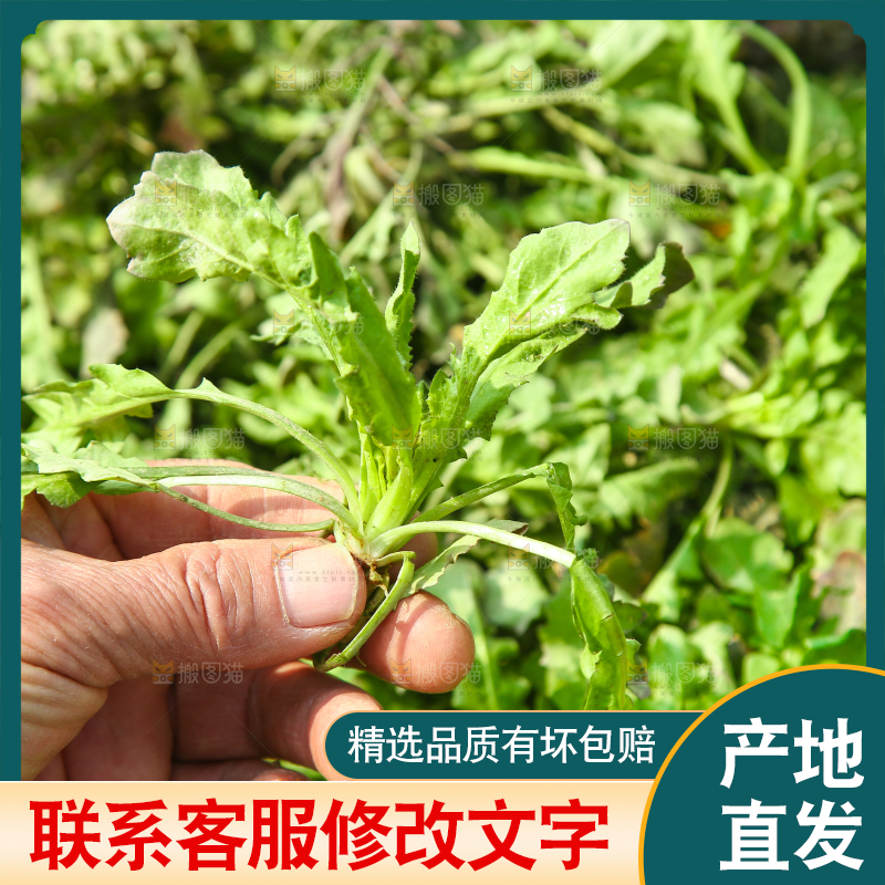 手里拿着地菜